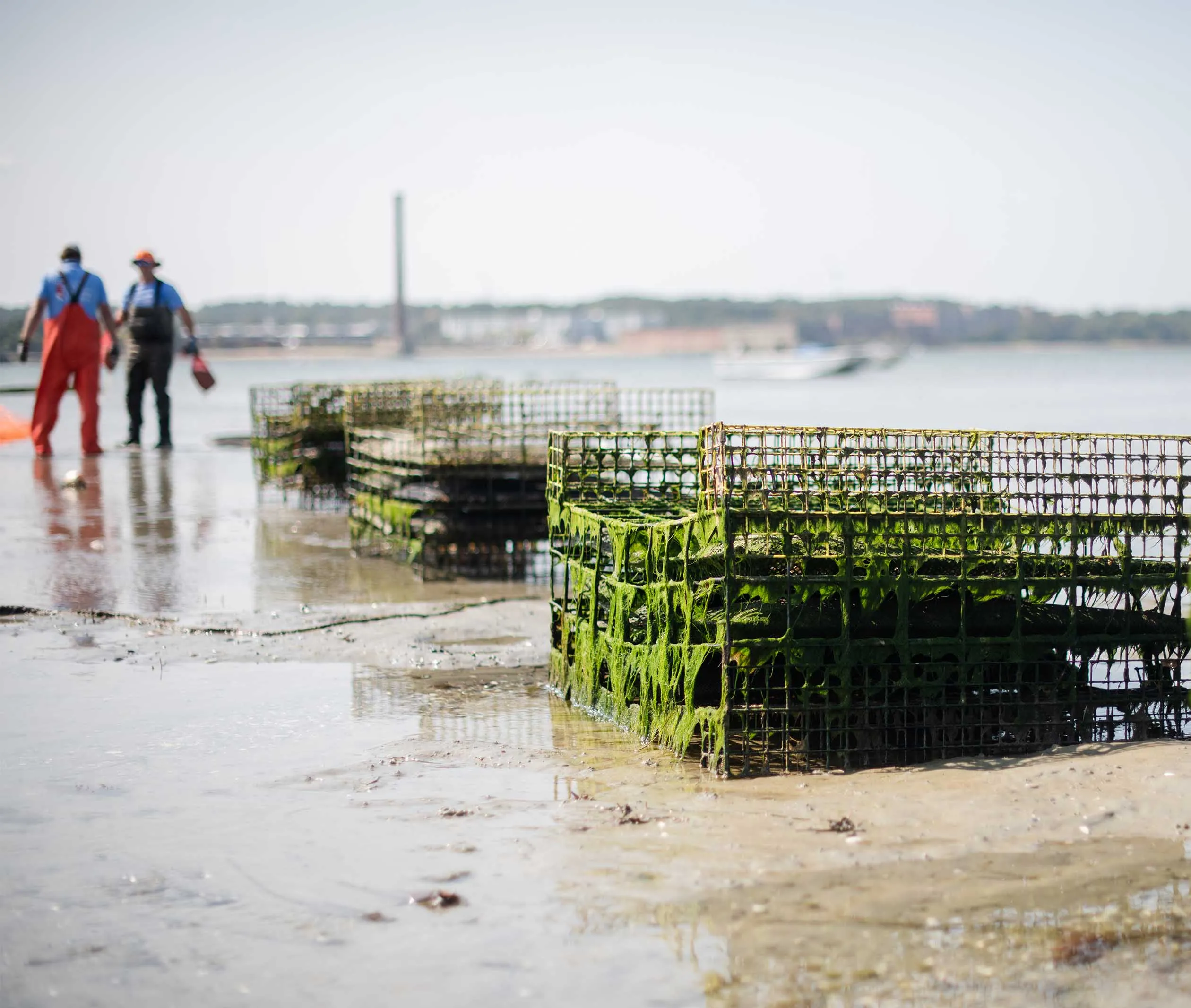 Cold Bottom Oysters from Plymouth, MA