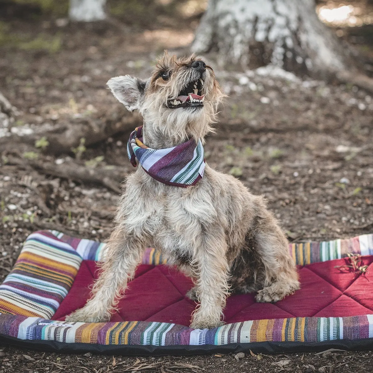 New Horizons Trekker Dog Bandana Badlands Medium