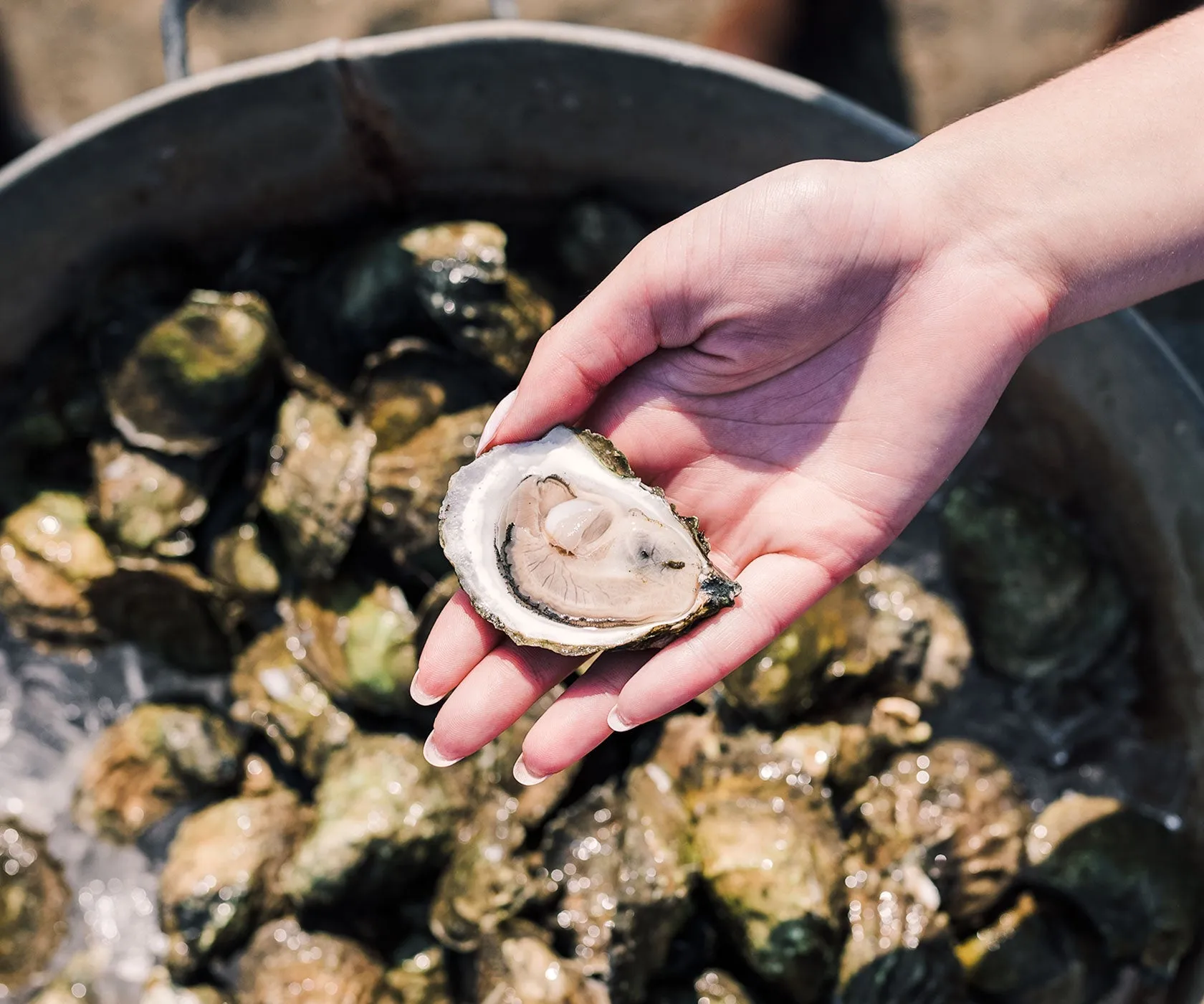 The Cape Cod Bay Sampler