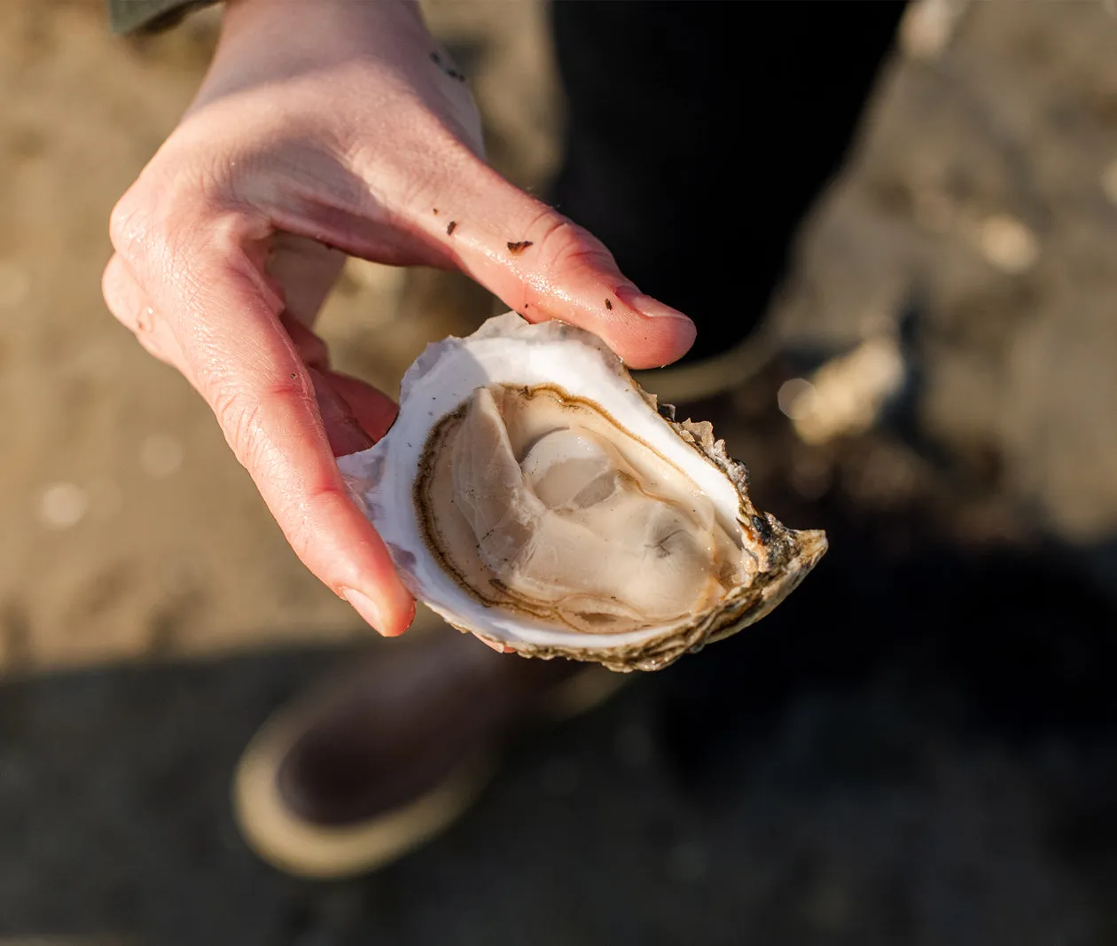 The Cape Cod Bay Sampler