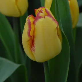 Tulip 'Cape Town'